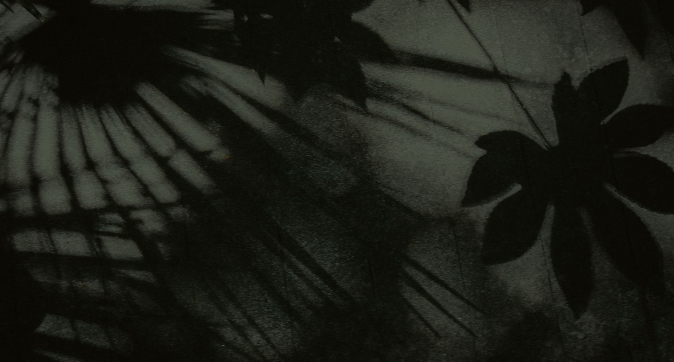 Shadows of leaves on a textured surface.