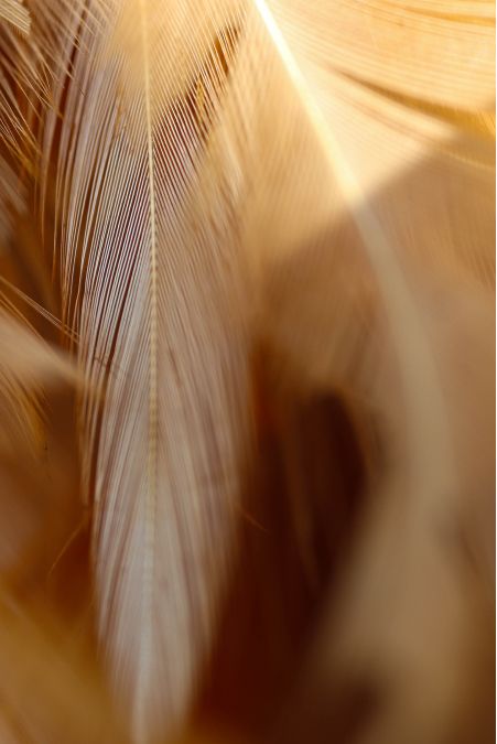 Close-up of soft, blurred brown feather.